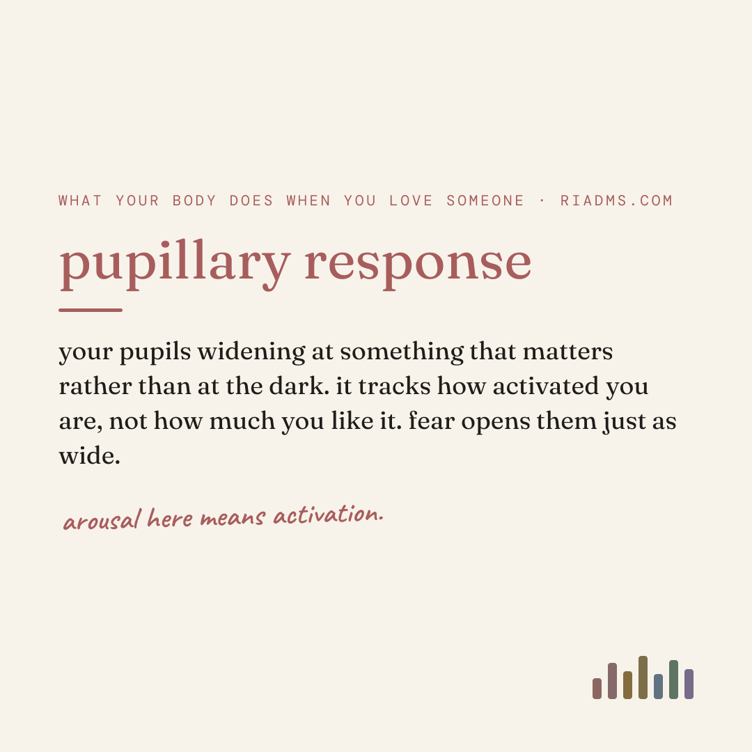 pupillary response, defined: your pupils widening at something that matters rather than at the dark. it tracks how activated you are, not how much you like it. fear opens them just as wide.