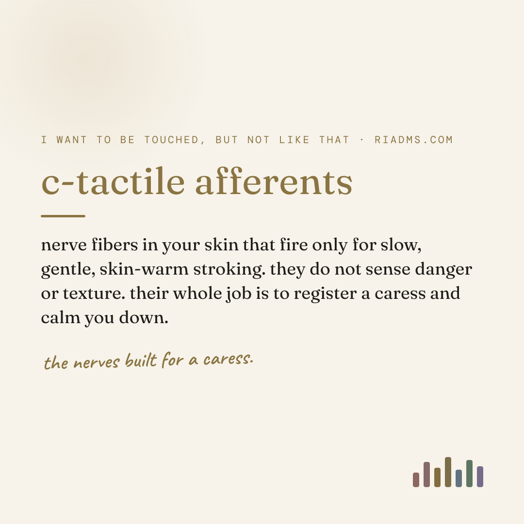 c-tactile afferents, defined: nerve fibers in your skin that fire only for slow, gentle, skin-warm stroking. they do not sense danger or texture. their whole job is to register a caress and calm you down.